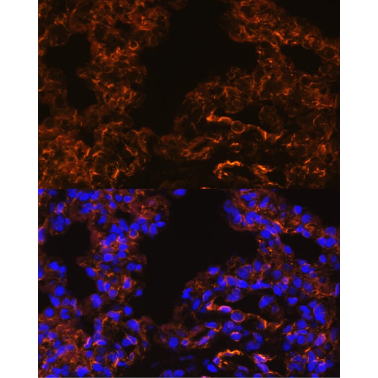Immunofluorescence - Anti-Caveolin 1 Antibody (A88686) - Antibodies.com