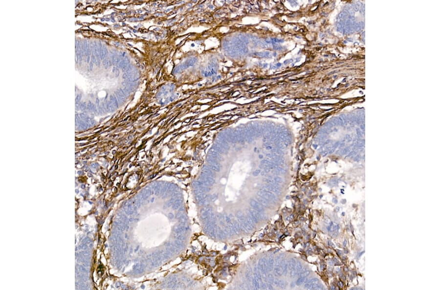 Immunohistochemistry - Anti-Caveolin 1 Antibody (A88686) - Antibodies.com