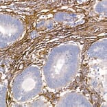 Immunohistochemistry - Anti-Caveolin 1 Antibody (A88686) - Antibodies.com