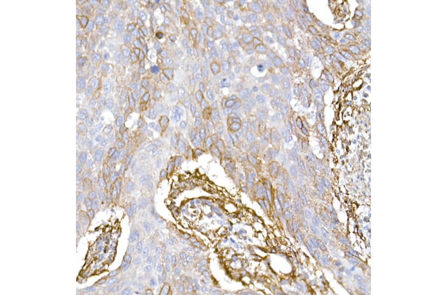 Immunohistochemistry - Anti-Caveolin 1 Antibody (A88686) - Antibodies.com