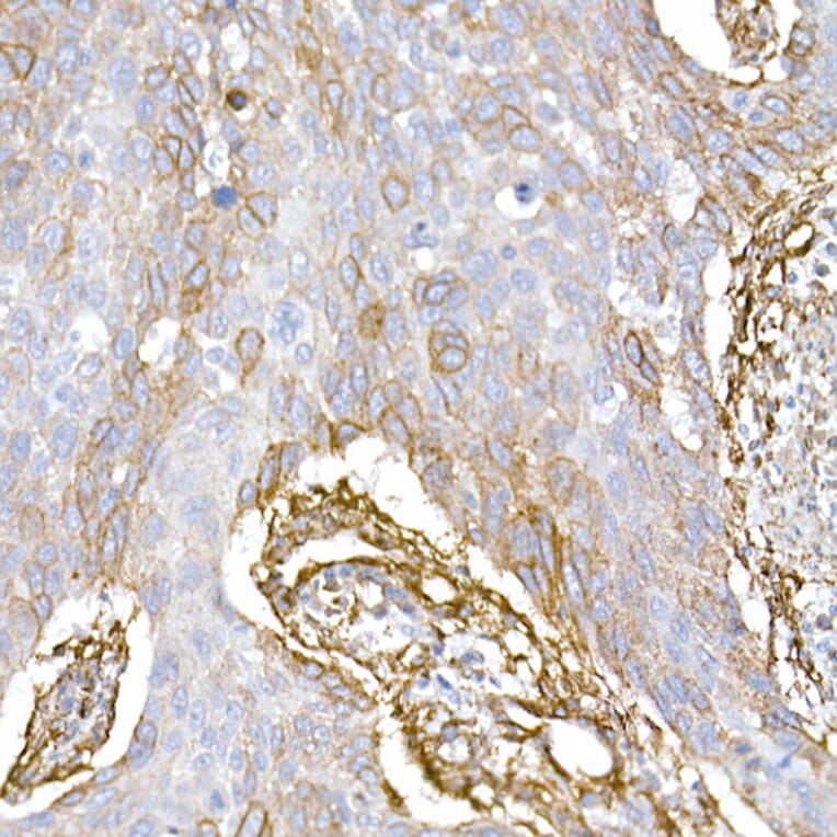 Immunohistochemistry - Anti-Caveolin 1 Antibody (A88686) - Antibodies.com