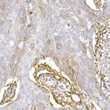 Immunohistochemistry - Anti-Caveolin 1 Antibody (A88686) - Antibodies.com