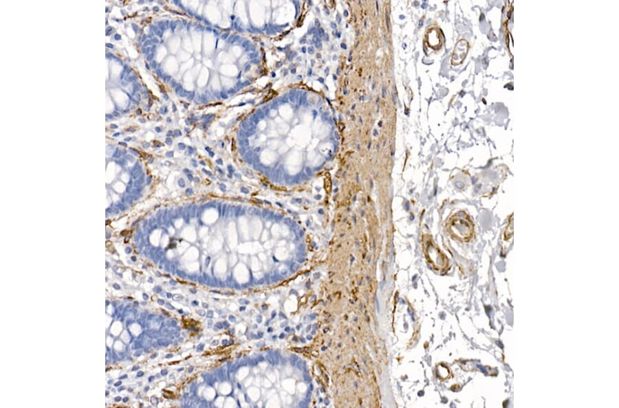 Immunohistochemistry - Anti-Caveolin 1 Antibody (A88686) - Antibodies.com