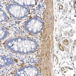 Immunohistochemistry - Anti-Caveolin 1 Antibody (A88686) - Antibodies.com