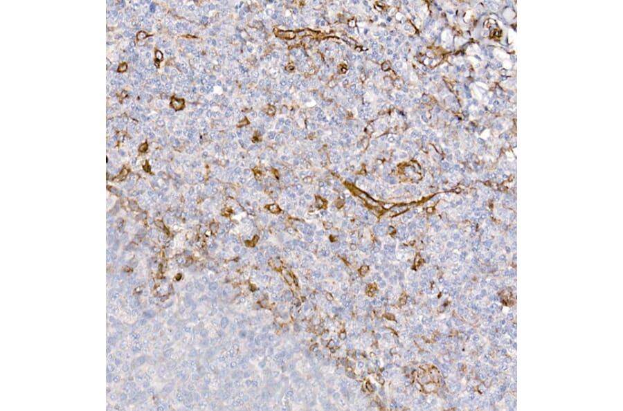 Immunohistochemistry - Anti-Caveolin 1 Antibody (A88686) - Antibodies.com