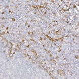 Immunohistochemistry - Anti-Caveolin 1 Antibody (A88686) - Antibodies.com