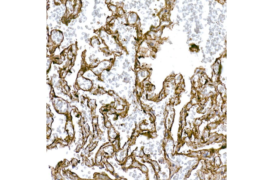 Immunohistochemistry - Anti-Caveolin 1 Antibody (A88686) - Antibodies.com