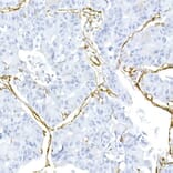 Immunohistochemistry - Anti-Caveolin 1 Antibody (A88686) - Antibodies.com