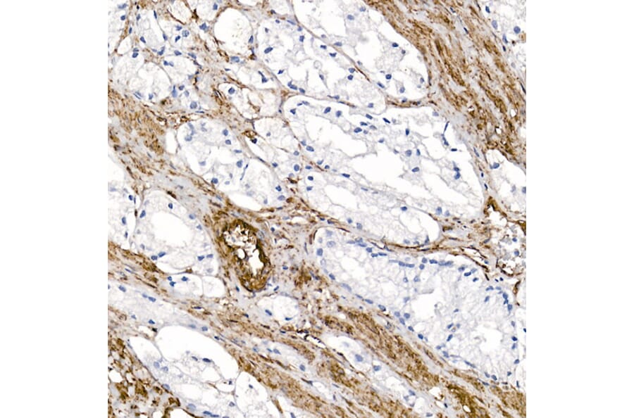 Immunohistochemistry - Anti-Caveolin 1 Antibody (A88686) - Antibodies.com