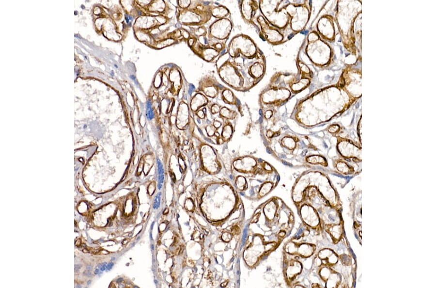 Immunohistochemistry - Anti-Caveolin 1 Antibody (A88686) - Antibodies.com