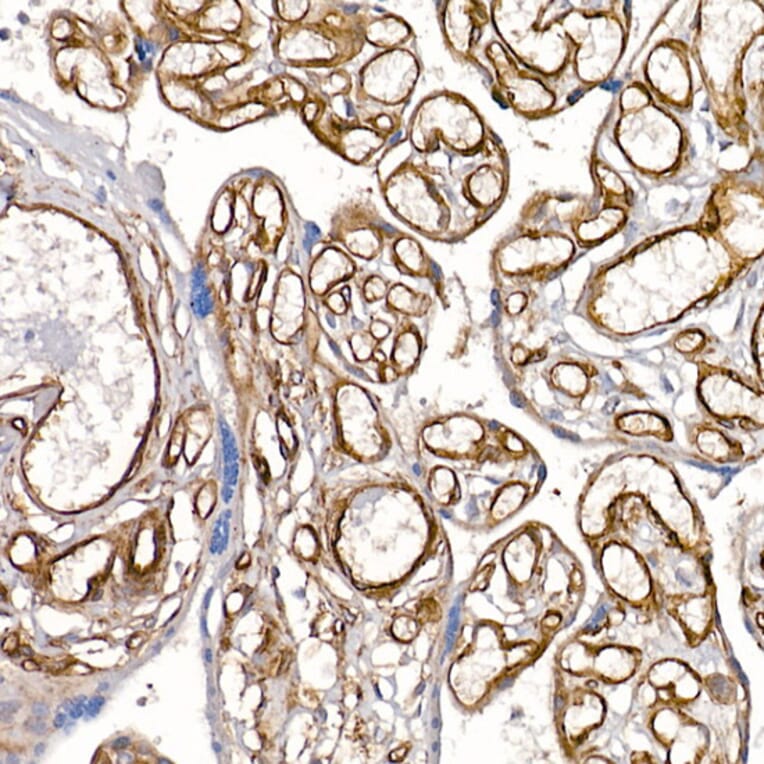 Immunohistochemistry - Anti-Caveolin 1 Antibody (A88686) - Antibodies.com