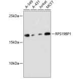 Western Blot - Anti-RPS19BP1/AROS Antibody (A88688) - Antibodies.com