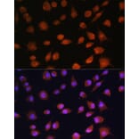 Immunofluorescence - Anti-RPS19BP1/AROS Antibody (A88688) - Antibodies.com