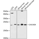 Western Blot - Anti-CHCHD4 Antibody (A88689) - Antibodies.com