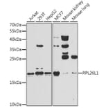 Western Blot - Anti-RPL26L1 Antibody (A14126) - Antibodies.com