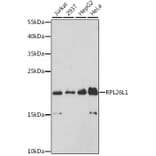 Western Blot - Anti-RPL26L1 Antibody (A88691) - Antibodies.com