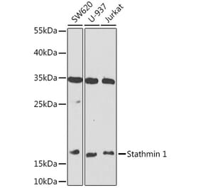 Western Blot - Anti-Stathmin 1 Antibody (A88692) - Antibodies.com