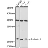 Western Blot - Anti-Stathmin 1 Antibody (A88692) - Antibodies.com
