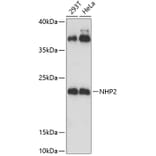 Western Blot - Anti-NHP2 Antibody (A88693) - Antibodies.com