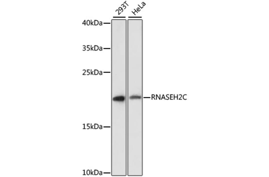 Western Blot - Anti-AGS3 Antibody (A88695) - Antibodies.com