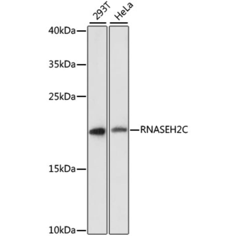 Western Blot - Anti-AGS3 Antibody (A88695) - Antibodies.com
