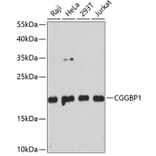 Western Blot - Anti-CGGBP1 Antibody (A88696) - Antibodies.com