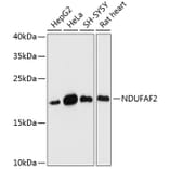 Western Blot - Anti-Mimitin Antibody (A88697) - Antibodies.com