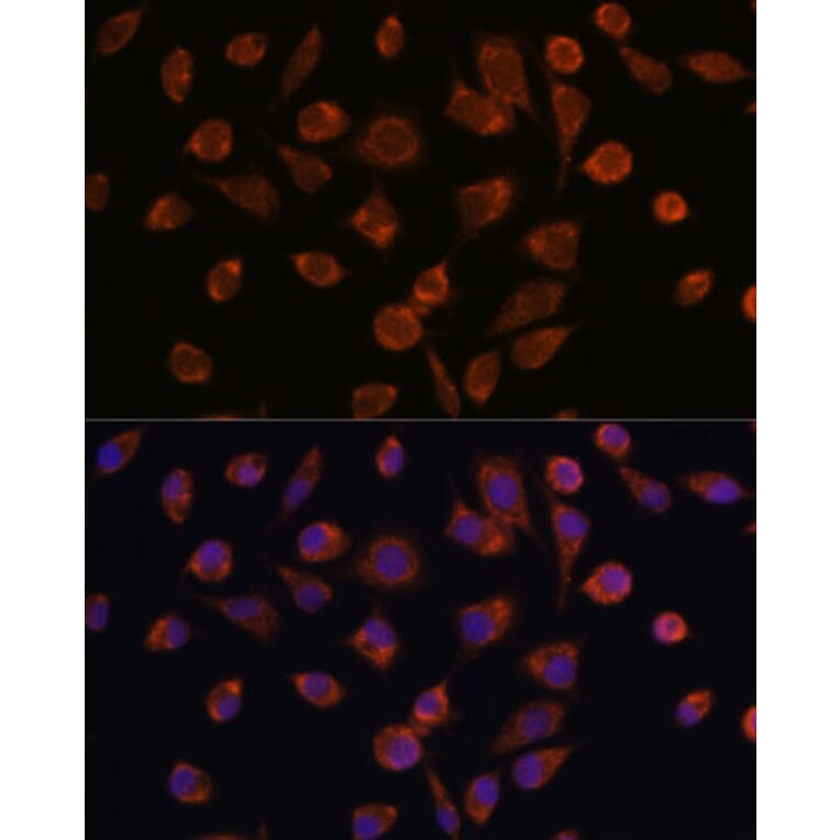 Immunofluorescence - Anti-Mimitin Antibody (A88697) - Antibodies.com