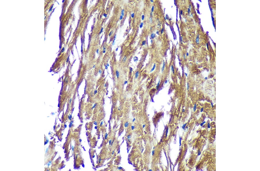 Immunohistochemistry - Anti-NDUFAF4 Antibody (A88698) - Antibodies.com