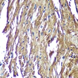 Immunohistochemistry - Anti-NDUFAF4 Antibody (A88698) - Antibodies.com