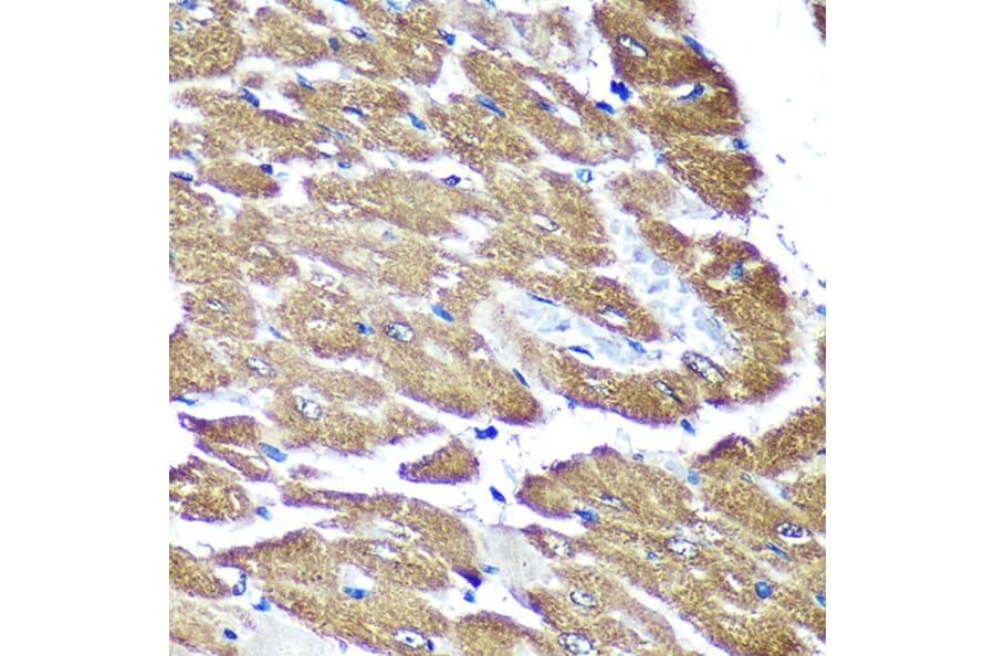 Immunohistochemistry - Anti-NDUFAF4 Antibody (A88698) - Antibodies.com
