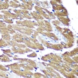 Immunohistochemistry - Anti-NDUFAF4 Antibody (A88698) - Antibodies.com