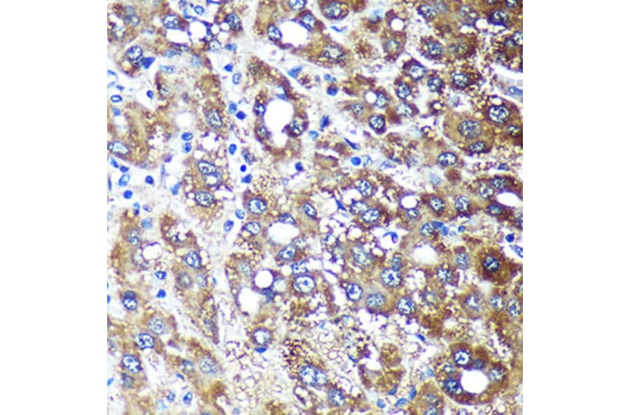 Immunohistochemistry - Anti-NDUFAF4 Antibody (A88698) - Antibodies.com