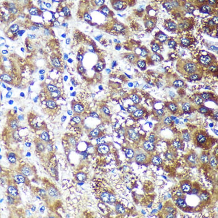 Immunohistochemistry - Anti-NDUFAF4 Antibody (A88698) - Antibodies.com