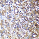 Immunohistochemistry - Anti-NDUFAF4 Antibody (A88698) - Antibodies.com