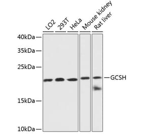 Western Blot - Anti-GCSH Antibody (A88700) - Antibodies.com