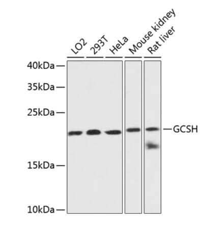 Western Blot - Anti-GCSH Antibody (A88700) - Antibodies.com