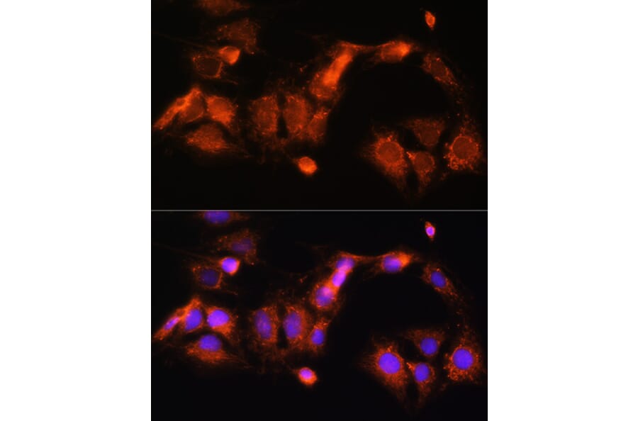 Immunofluorescence - Anti-GCSH Antibody (A88700) - Antibodies.com