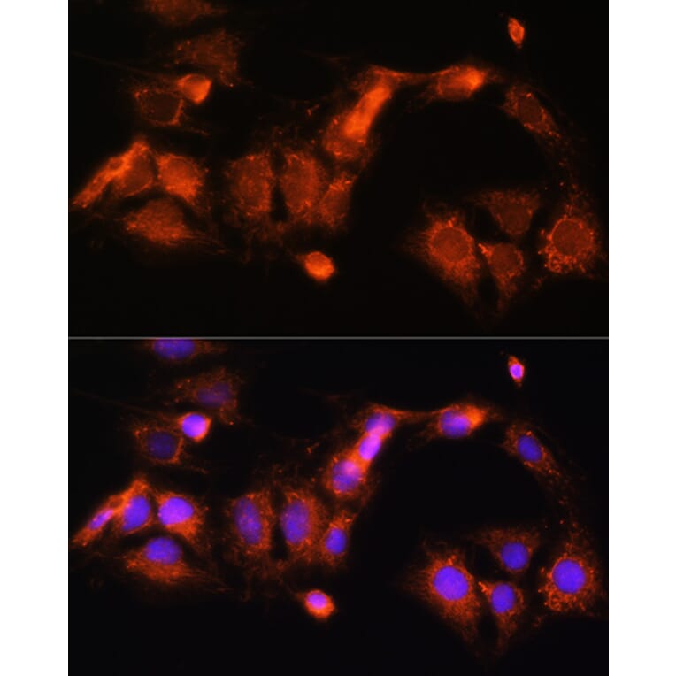Immunofluorescence - Anti-GCSH Antibody (A88700) - Antibodies.com