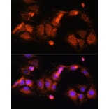Immunofluorescence - Anti-GCSH Antibody (A88700) - Antibodies.com
