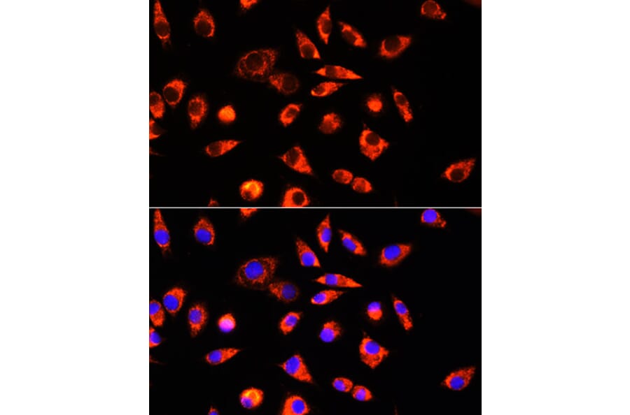 Immunofluorescence - Anti-GCSH Antibody (A88700) - Antibodies.com