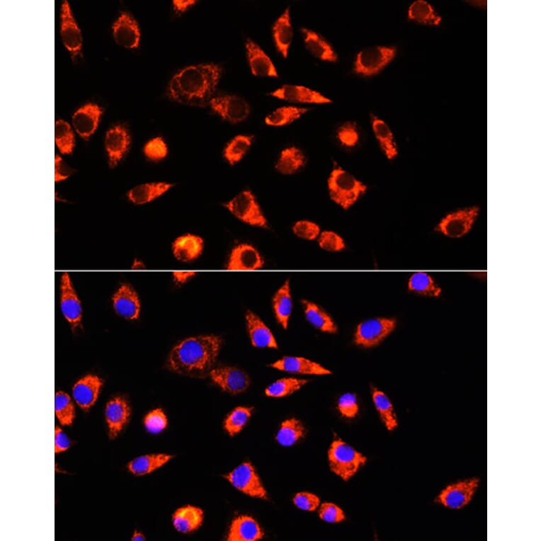 Immunofluorescence - Anti-GCSH Antibody (A88700) - Antibodies.com