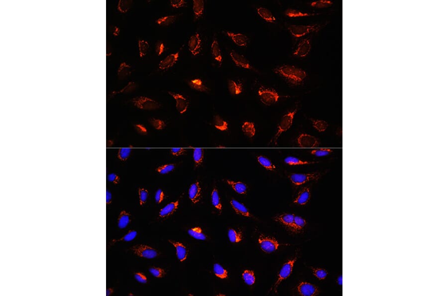 Immunofluorescence - Anti-GCSH Antibody (A88700) - Antibodies.com