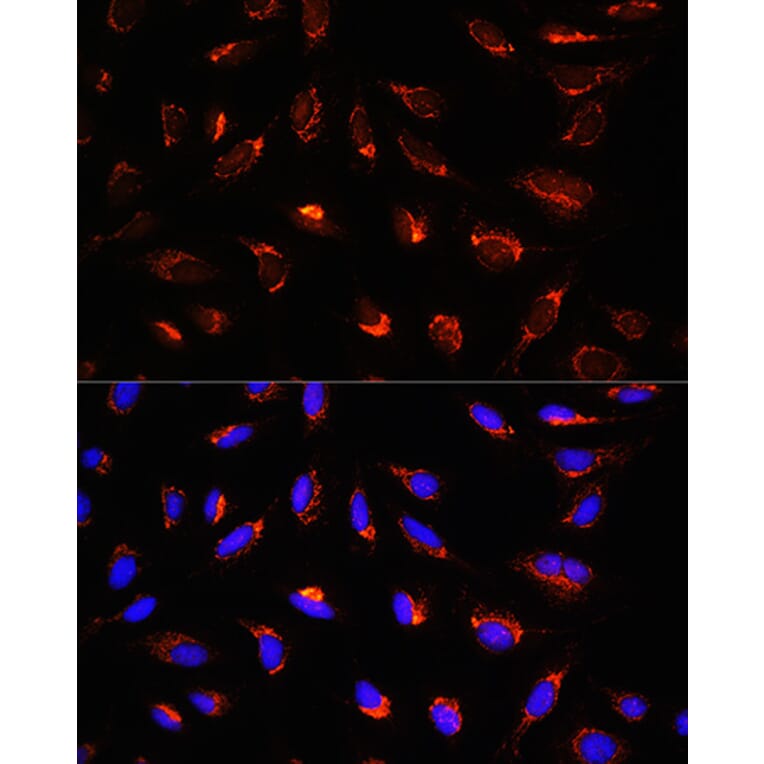 Immunofluorescence - Anti-GCSH Antibody (A88700) - Antibodies.com