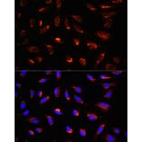 Immunofluorescence - Anti-GCSH Antibody (A88700) - Antibodies.com