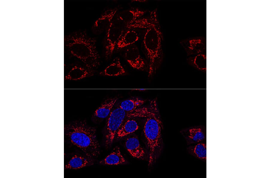 Immunofluorescence - Anti-GCSH Antibody (A88700) - Antibodies.com