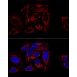 Immunofluorescence - Anti-GCSH Antibody (A88700) - Antibodies.com