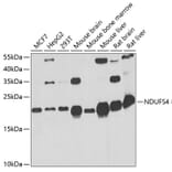 Western Blot - Anti-Ndufs4 Antibody (A88703) - Antibodies.com