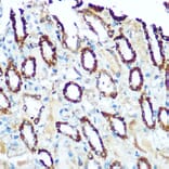 Immunohistochemistry - Anti-Ndufs4 Antibody (A88703) - Antibodies.com