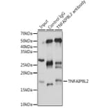 Western Blot - Anti-TIPE2 Antibody (A88707) - Antibodies.com